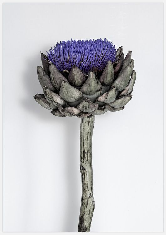 Purple Artichoke Art Print