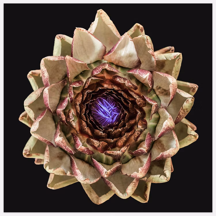 The Artichoke