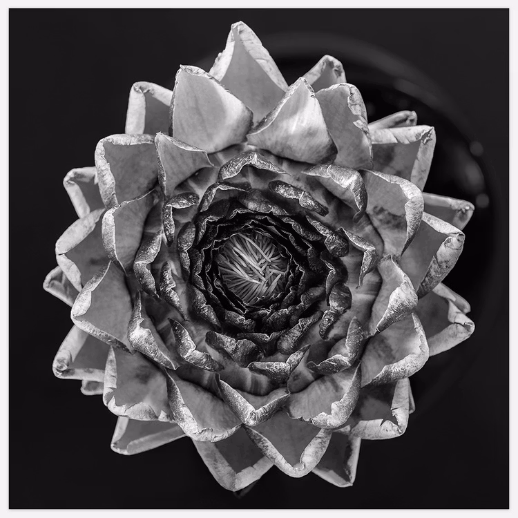 Artichoke black & white