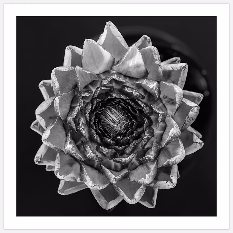 Artichoke black & white