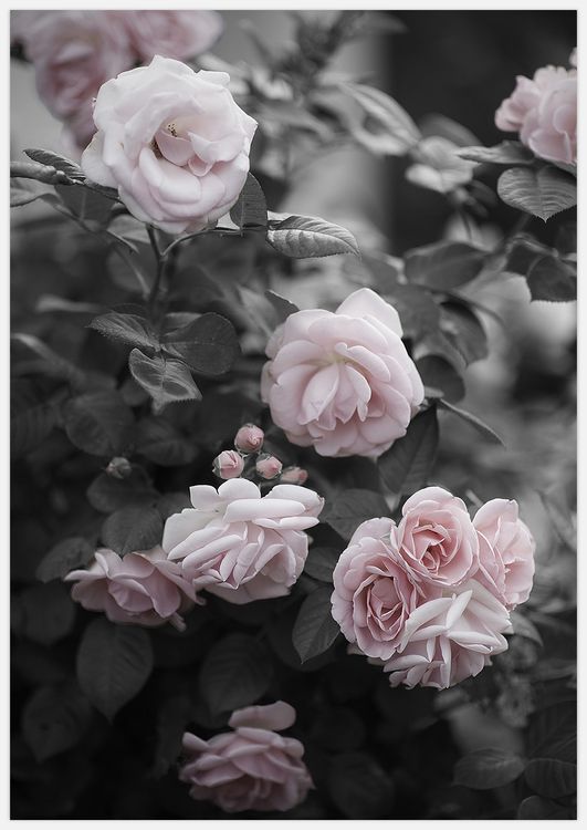 Pink Roses