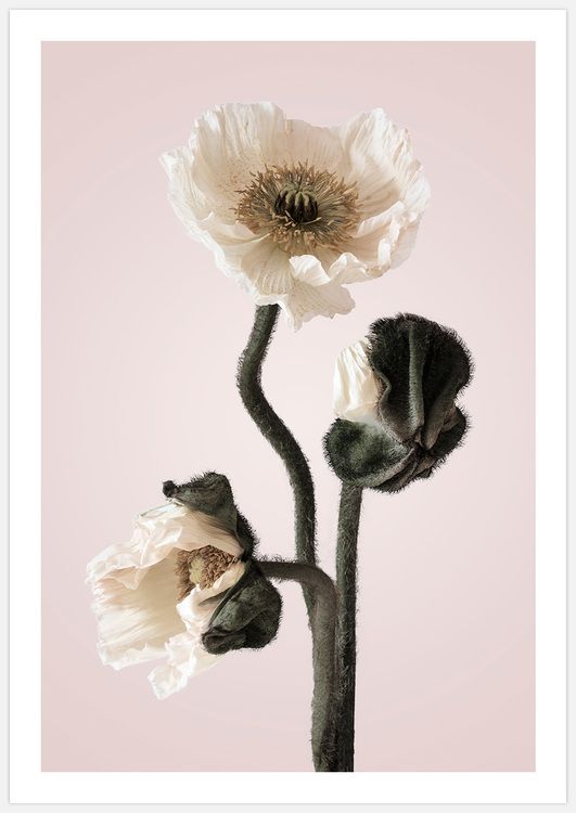 White Poppy in pink