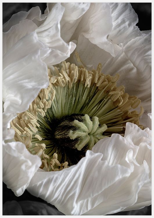 White Poppy