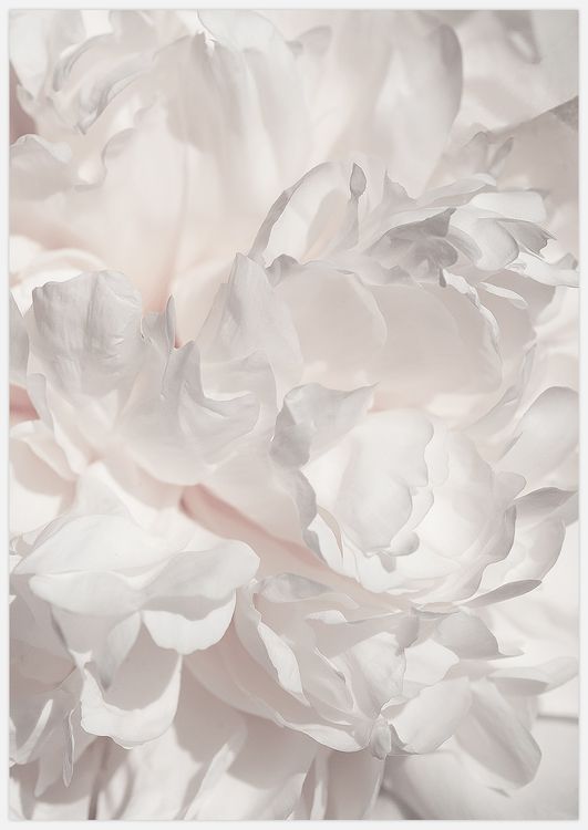 Soft Peony