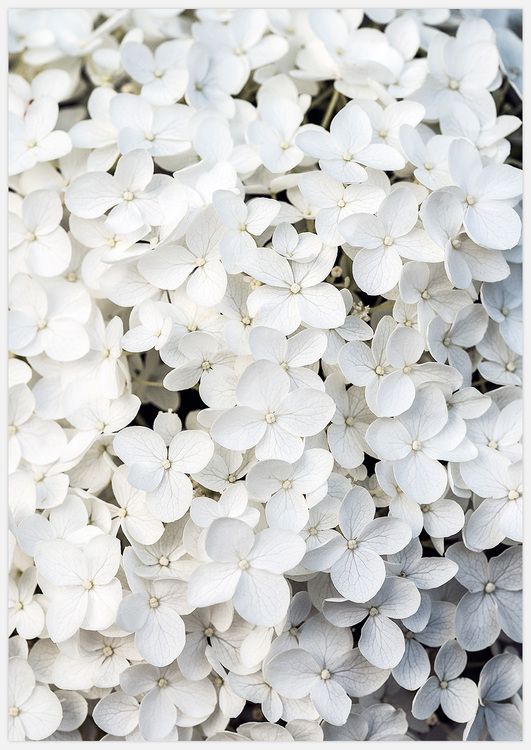 White Flowers