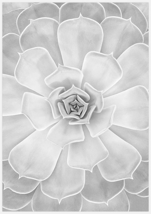 Light Succulent