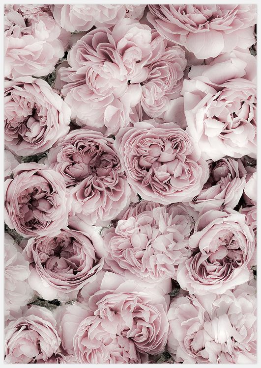 Pink Rose Bed