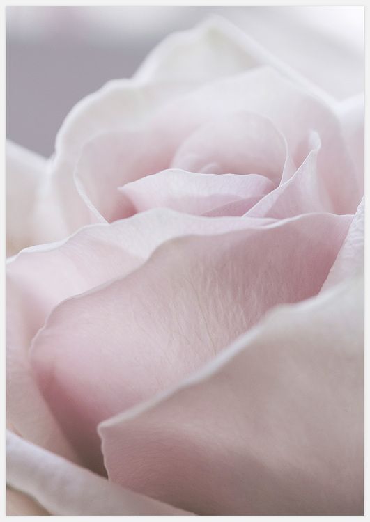 Gorgeous Rose