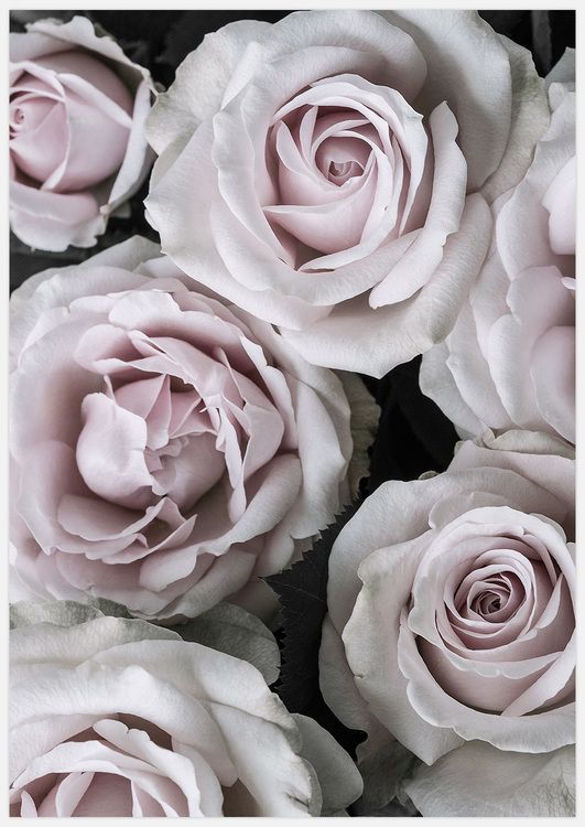 Pink Roses 4