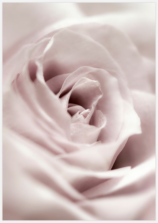 Soft Rose