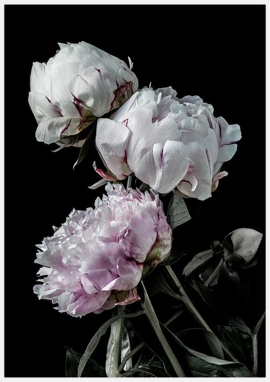 Peonies Art Print