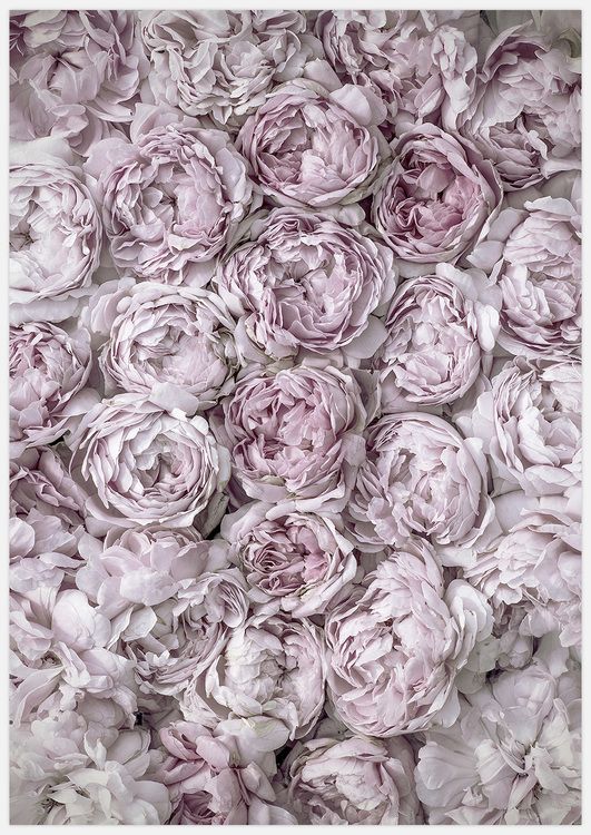 Rose Blossom