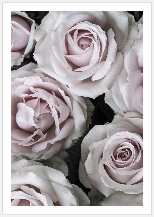 Pink Roses 4