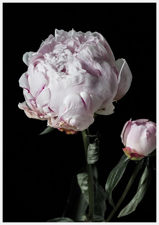 Peony Bud Art Print