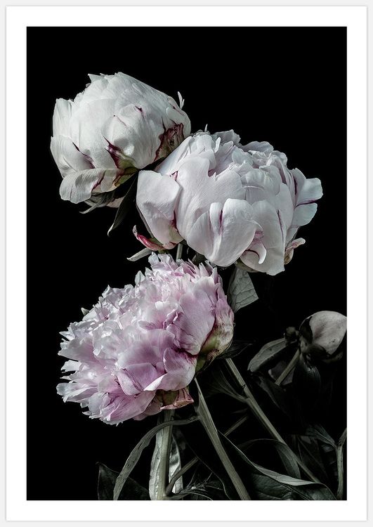 Peonies Art Print
