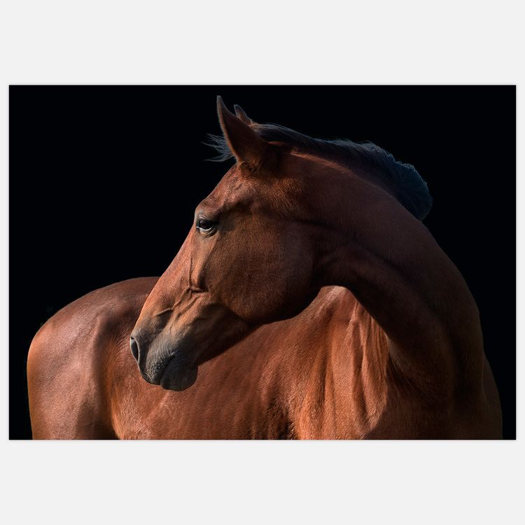 Beautiful Horse