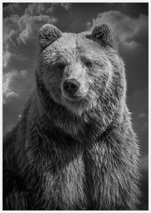 Bear close up