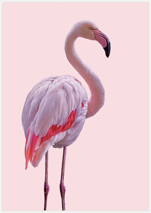 Flamingo 2