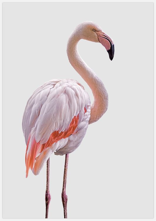 Light Pink Flamingo