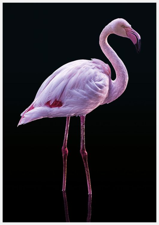 Flamingo on black