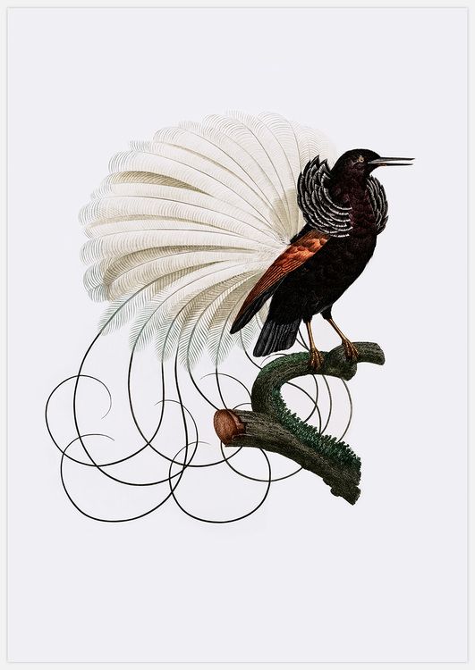 Bird of Paradise