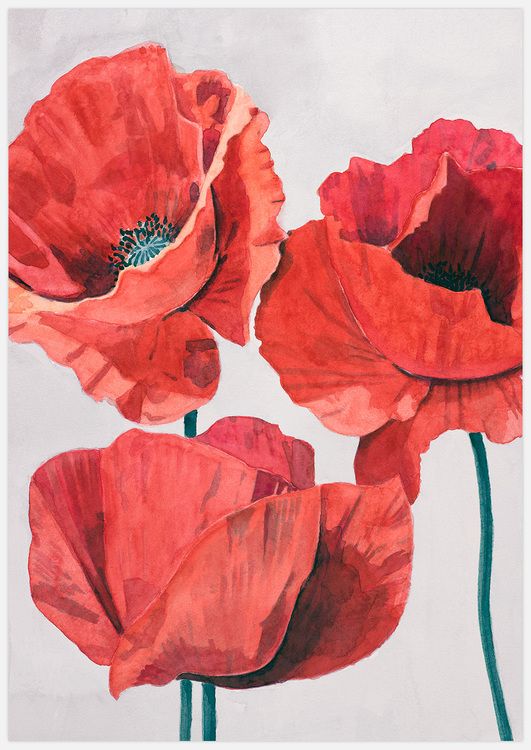 Painted Poppy 2