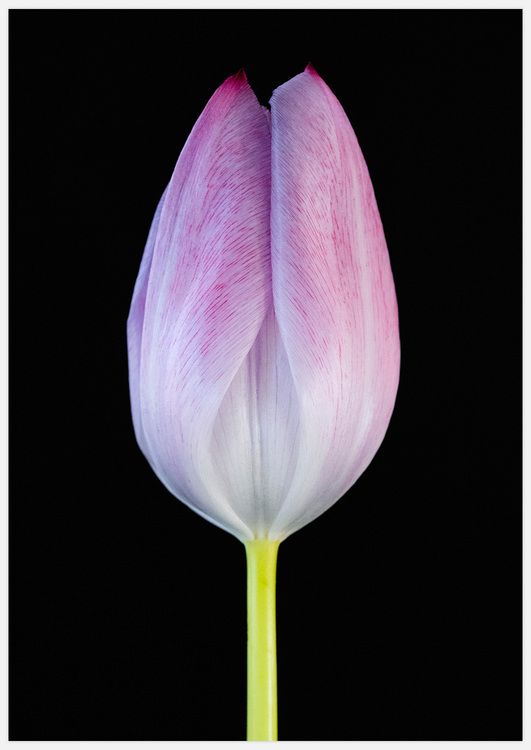 Tulip on black