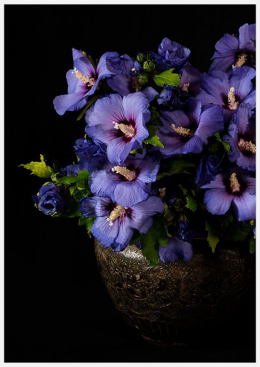Blue Flowers