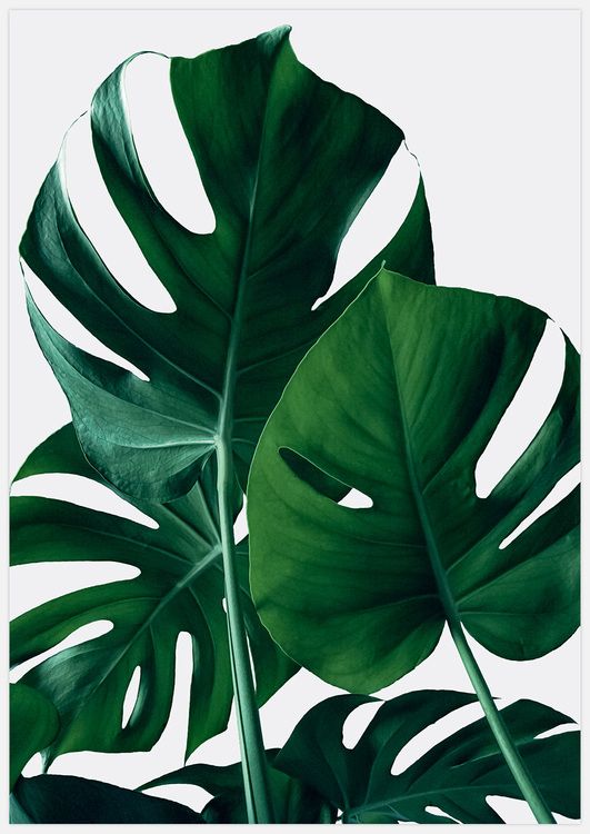 Monstera