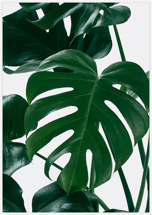 Monstera 2