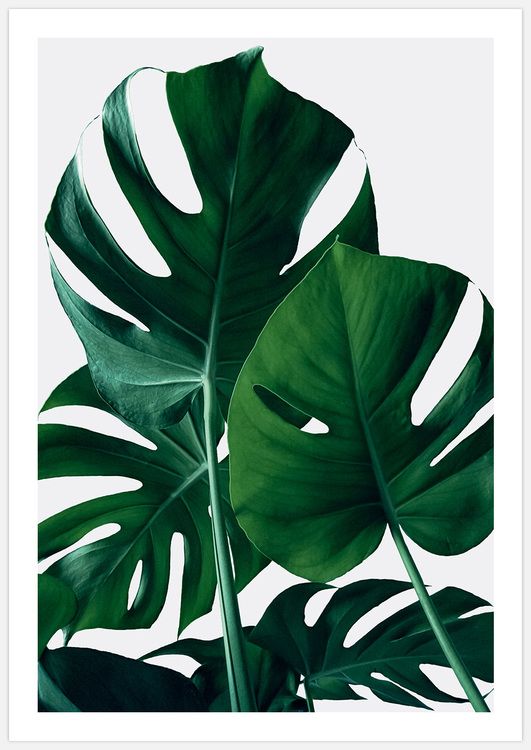 Monstera