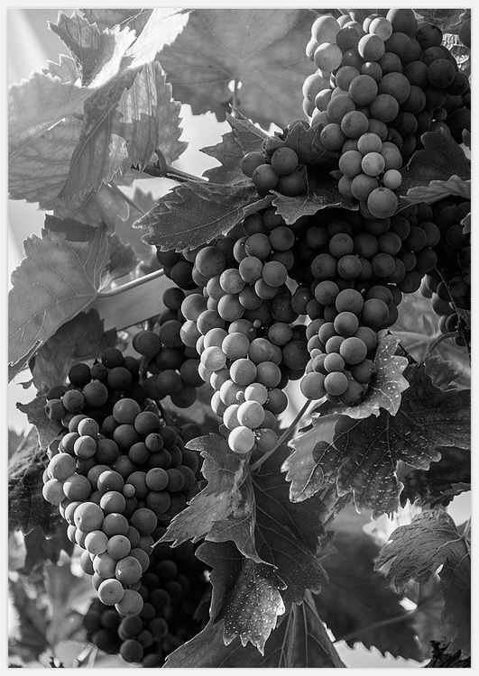 Wine Stock