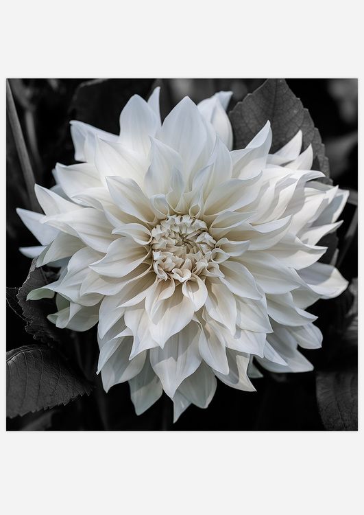 White Dahlia 1