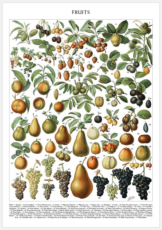 Vintage Fruits