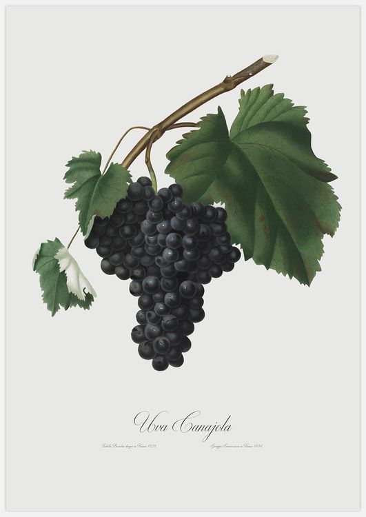 Blue Grapes