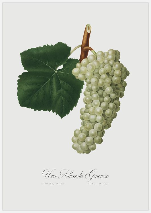 Green Grapes