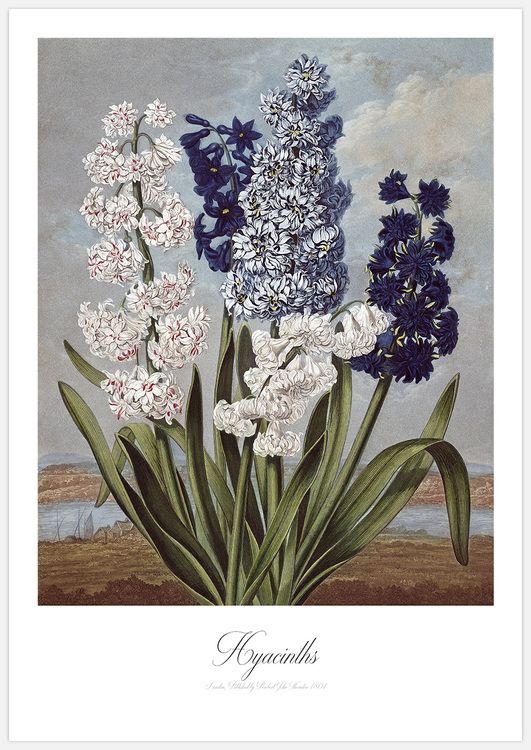 Hyacinths