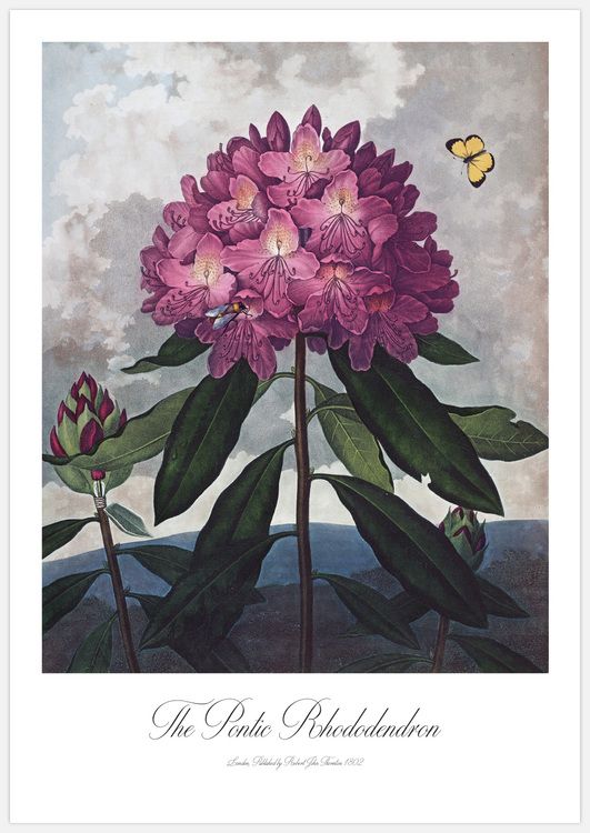 Rhododendron