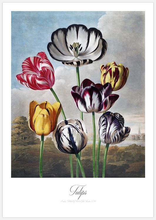 Tulips