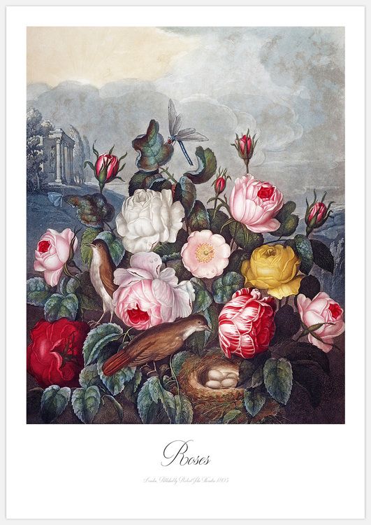 Roses