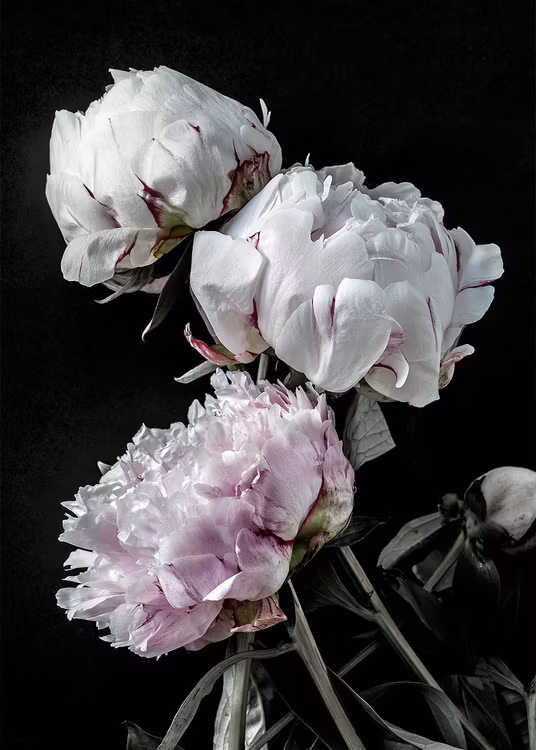 Peonies Canvas Print