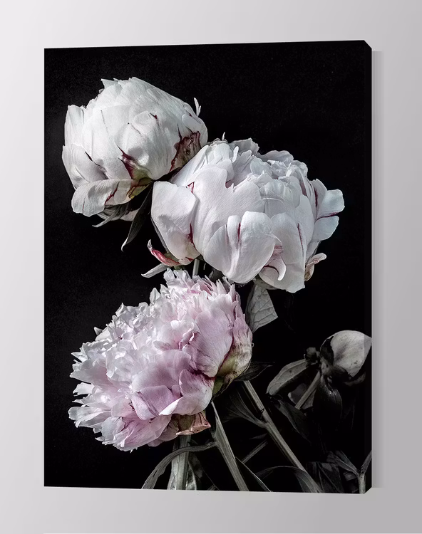 Peonies Canvas Print