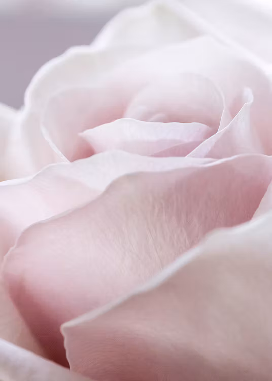 Gorgeous Rose Canvas Print