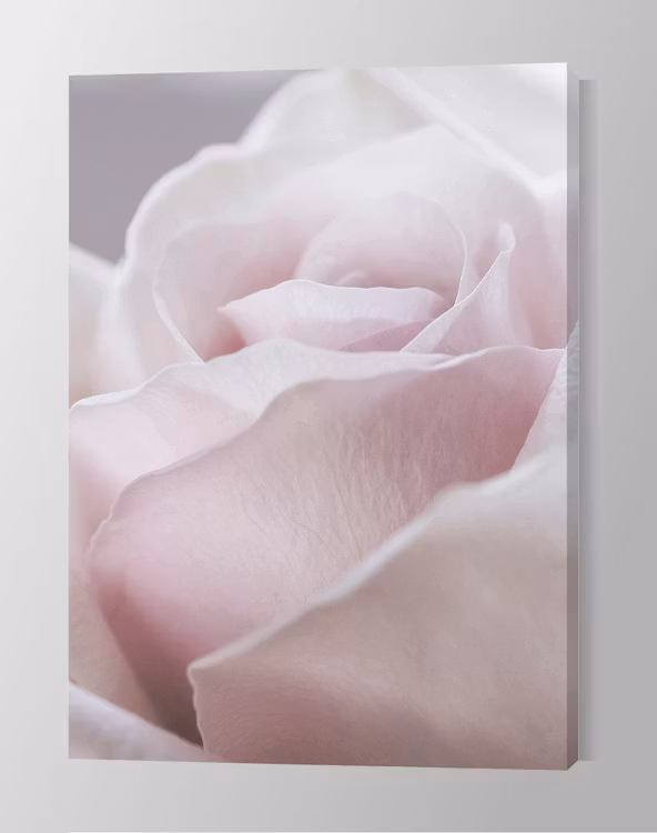 Gorgeous Rose Canvas Print