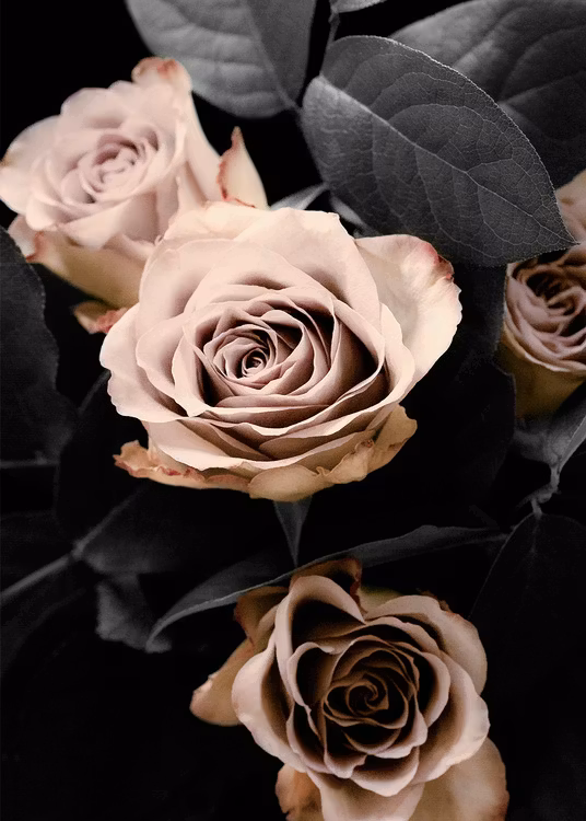 Classic Roses Canvas Print