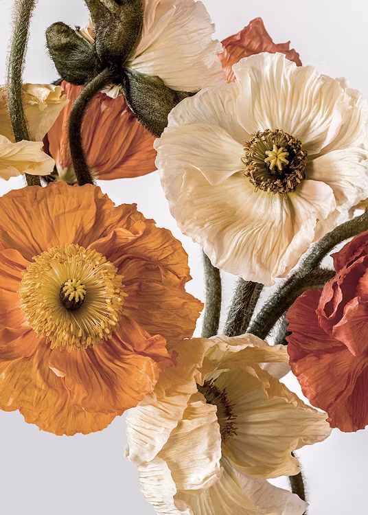 Light-colour Poppies 2 Canvas Print