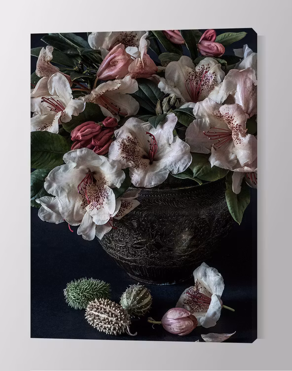 Rhododendron Wardii Canvas Print