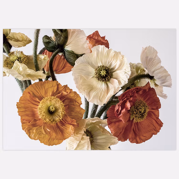 Gallery Wall Light Coloured Poppies – Fine Art Print