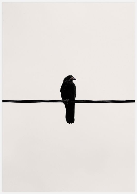 Crow on a wire
