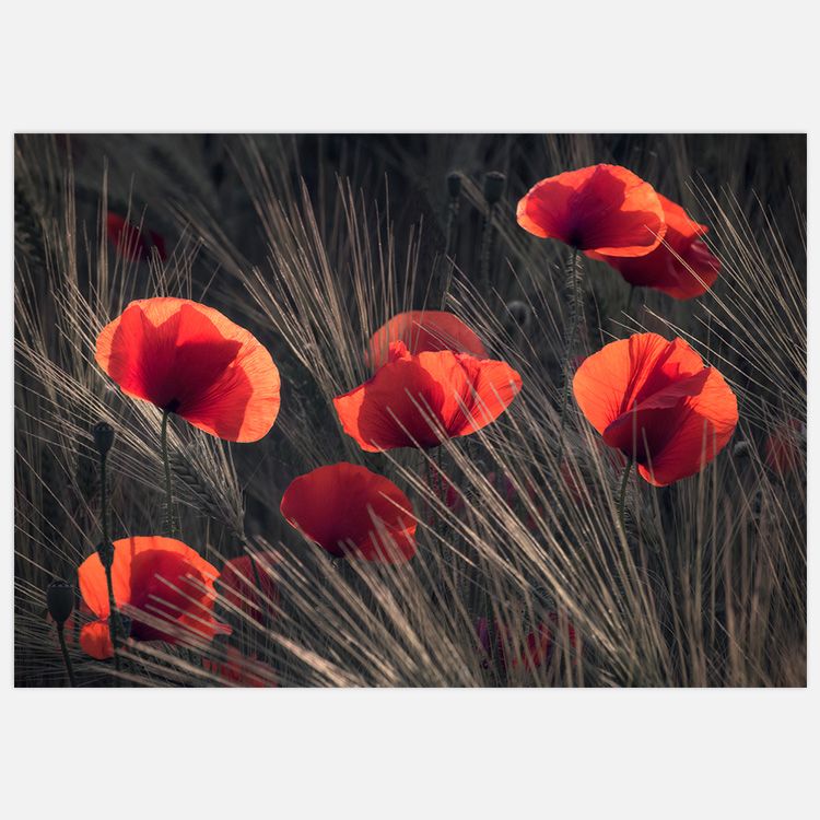 Poppy Summer